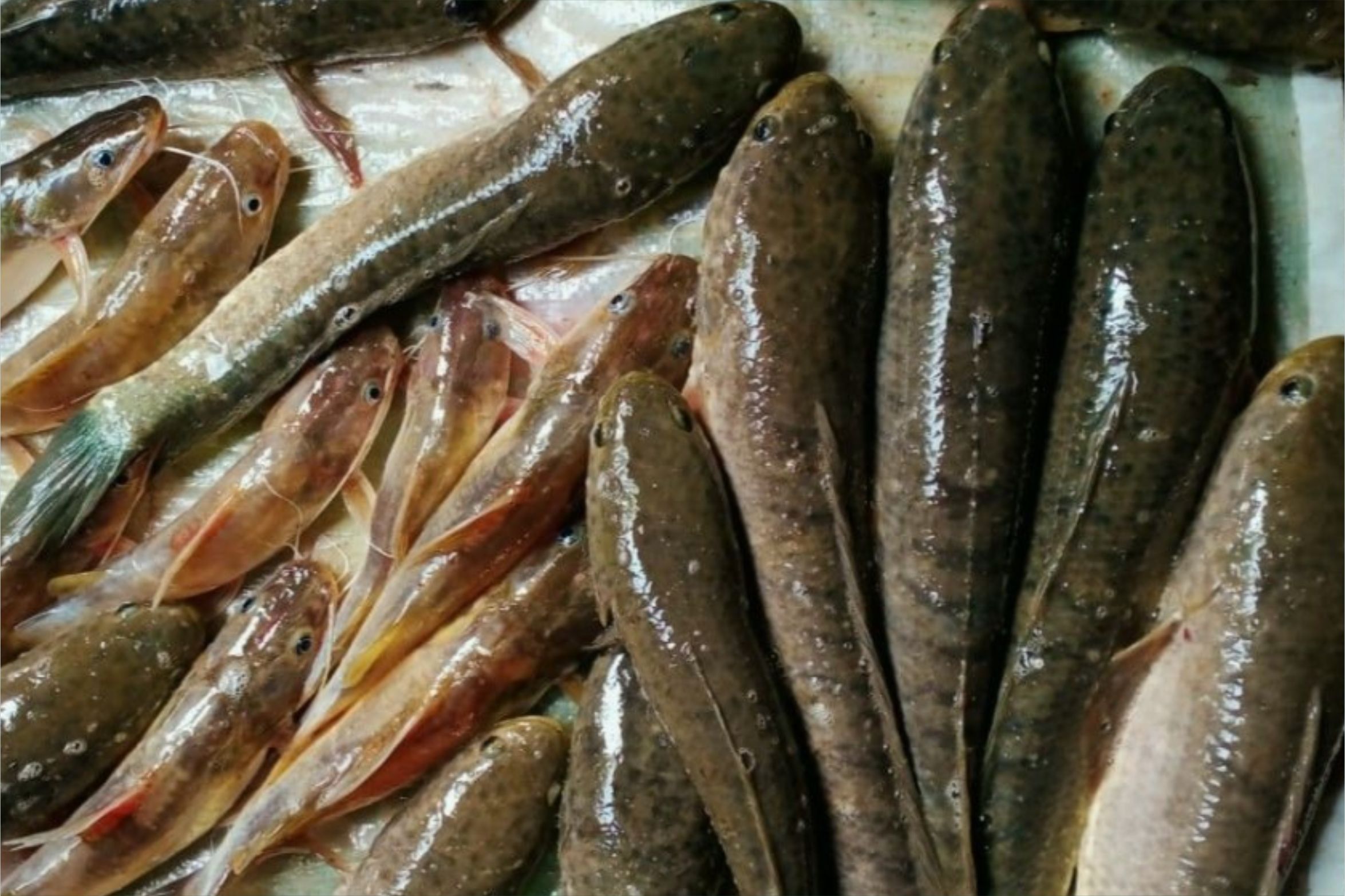 Ikan Gabus Pinters Николай Наумов