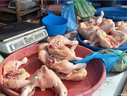 Tips Memulai Usaha Ayam Potong Skala Kecil