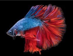 Tips Sukses Usaha Ikan Hias Modal Kecil untuk Pemula