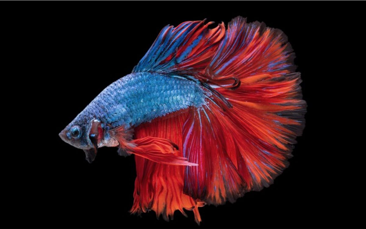 Ilustrasi bisnis ikan hias Freepik Jcomp
