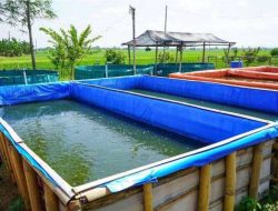 7 Kesalahan Pemula dalam Budidaya Ikan Lele Segmen Pembesaran