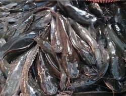 Cara Budidaya Ikan Lele di Kolam Terpal 40 Hari Panen