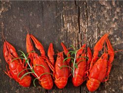 Cara Mudah Budidaya Lobster Air Tawar