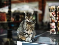 Cara Sukses Memulai Bisnis Petshop yang Menjanjikan