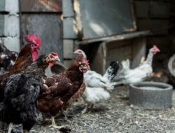 Cara Beternak Ayam Kampung agar Cepat Panen di Tahun 2025