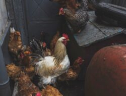 Rahasia Ternak Ayam Kampung agar Hemat Pakan, Untung Maksimal!