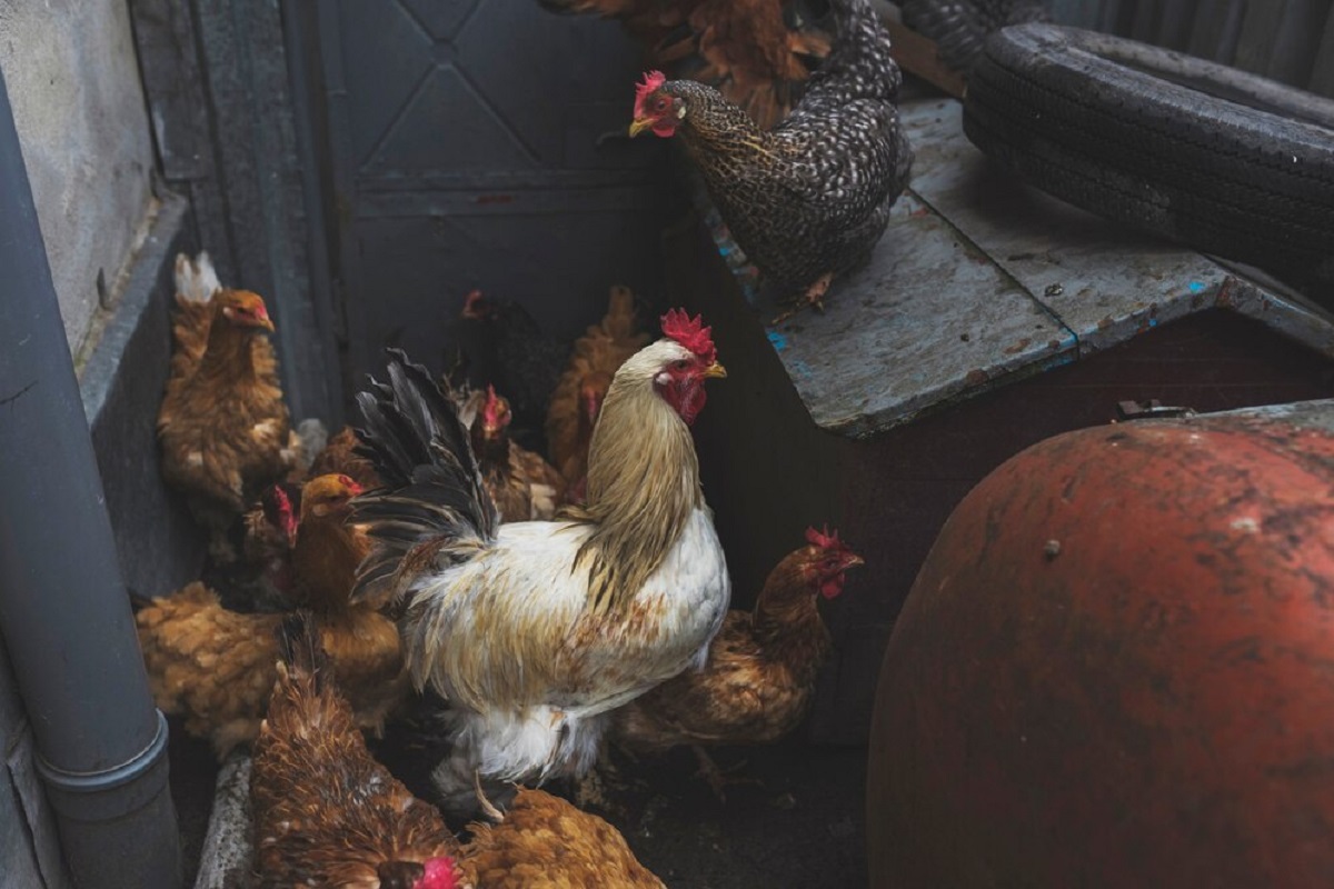 Ilustrasi ternak ayam kampung di desa Freepik