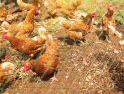 Cara Beternak Ayam Kampung Umbaran di Desa