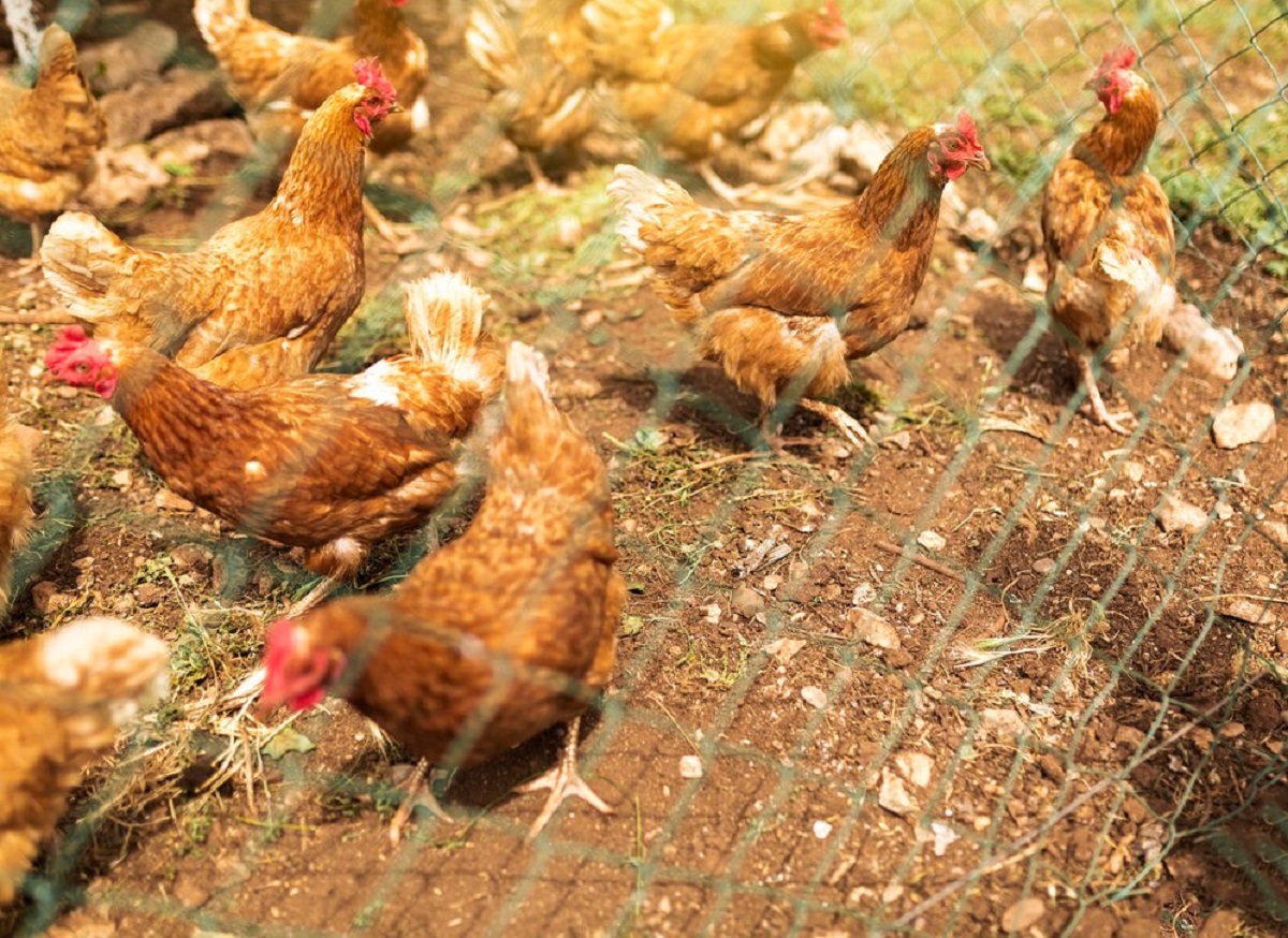 Ilustrasi ternak ayam kampung umbaran Freepik