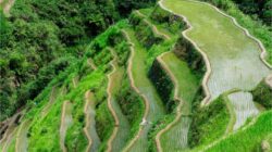Banaue Rice Terraces satu di antara 10 tempat wisata di Filipina yang sayang untuk dilewatkan Freepik wirestock