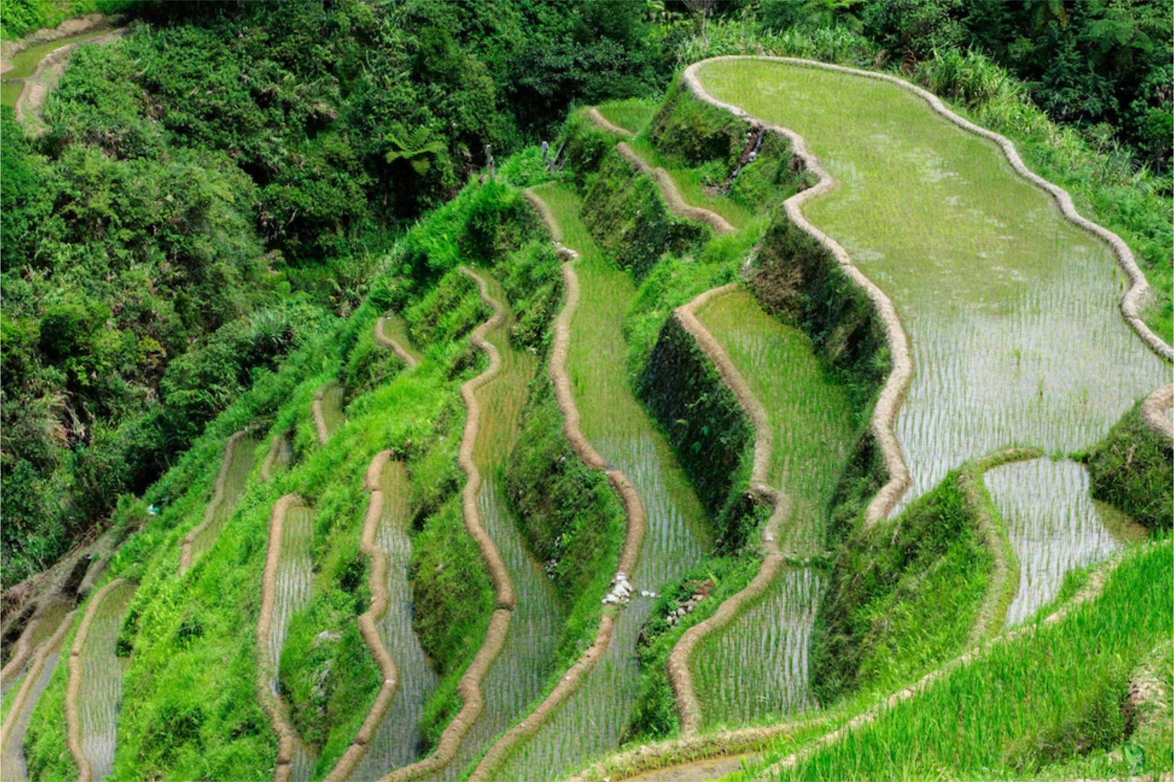 Banaue Rice Terraces satu di antara 10 tempat wisata di Filipina yang sayang untuk dilewatkan Freepik wirestock