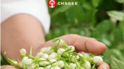 Belajar dari Chagee Perusahaan Teh Premium asal China Instagram Chagee