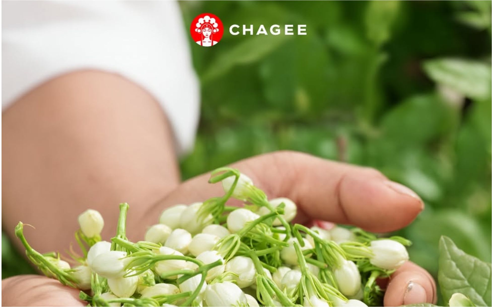 Belajar dari Chagee Perusahaan Teh Premium asal China Instagram Chagee